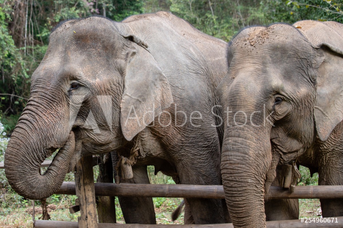 Afbeeldingen van Elefanten mit kleinem Zaun